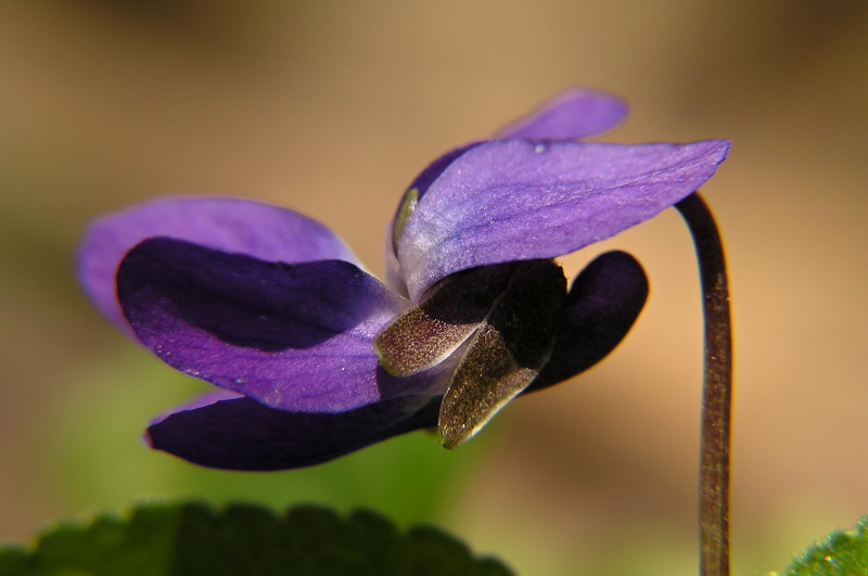 Violka vonná (Viola odorata)