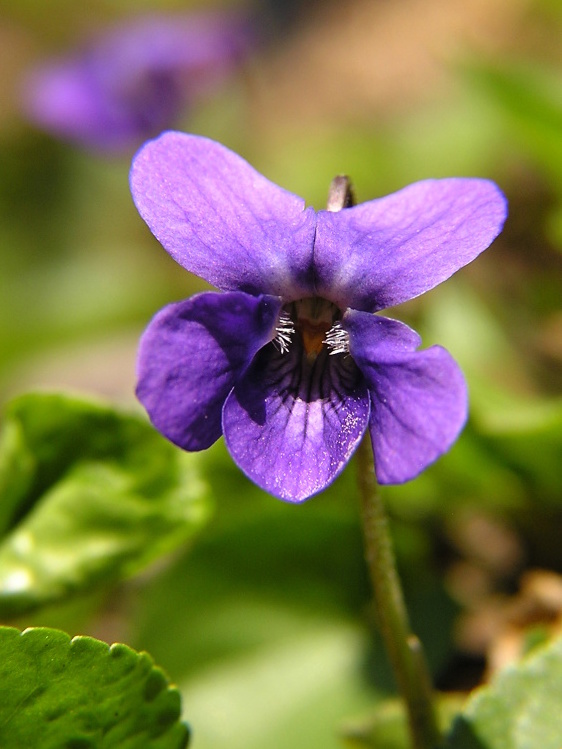 Violka vonná (Viola odorata)