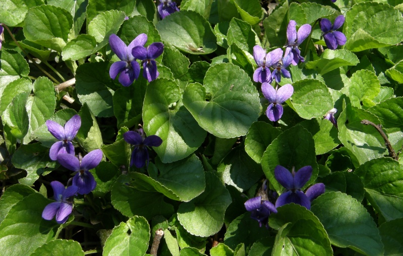 Violka vonná (Viola odorata)