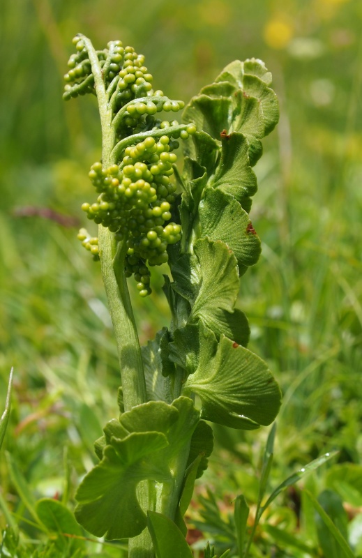 Vratička měsíční (Botrychium lunaria)