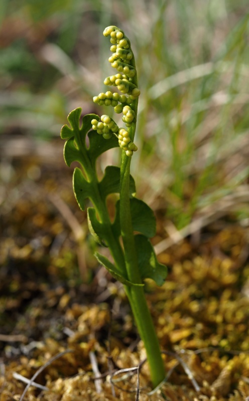 Vratička měsíční (Botrychium lunaria)