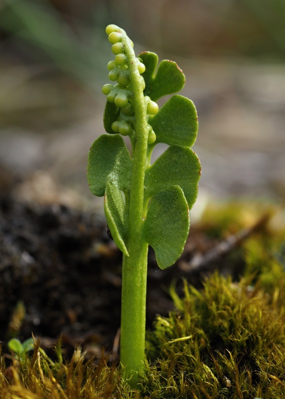 Vratička měsíční (Botrychium lunaria)
