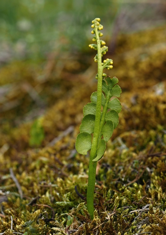 Vratička měsíční (Botrychium lunaria)