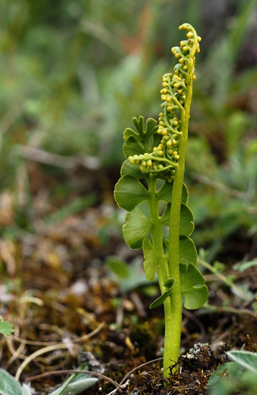 Vratička měsíční (Botrychium lunaria)