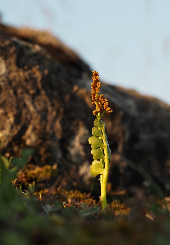 Vratička měsíční (Botrychium lunaria)