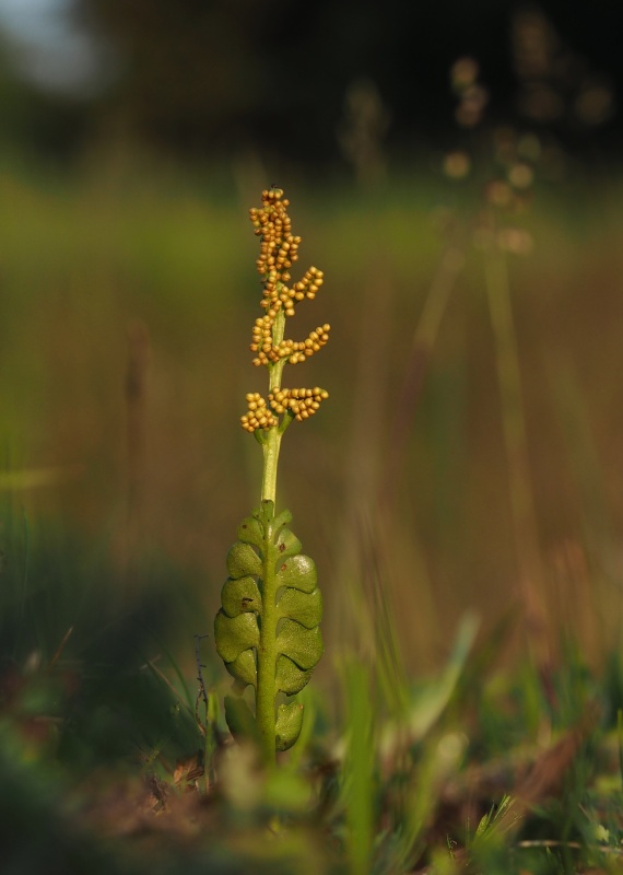 Vratička měsíční (Botrychium lunaria)