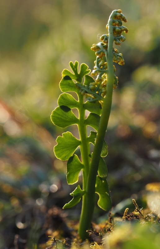 Vratička měsíční (Botrychium lunaria)