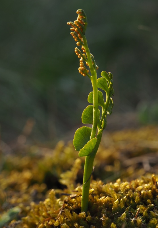 Vratička měsíční (Botrychium lunaria)