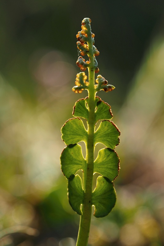 Vratička měsíční (Botrychium lunaria)