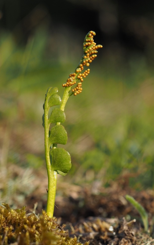 Vratička měsíční (Botrychium lunaria)