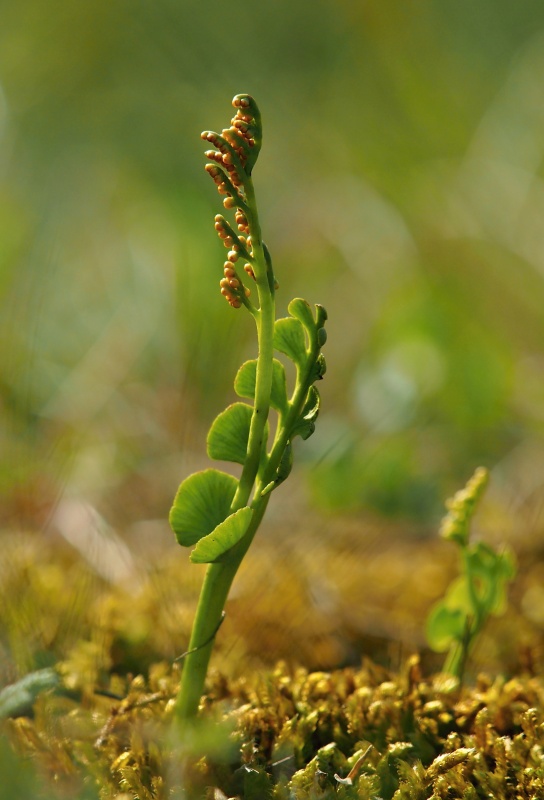 Vratička měsíční (Botrychium lunaria)