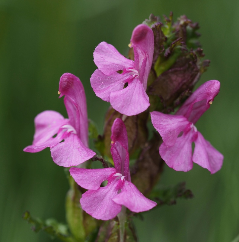 Všivec lesní pravý (Pedicularis sylvatica)