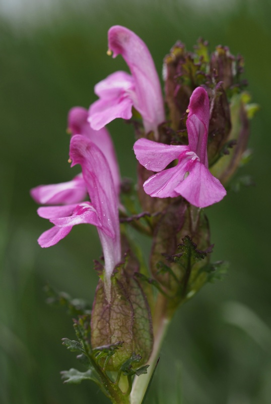 Všivec lesní pravý (Pedicularis sylvatica)