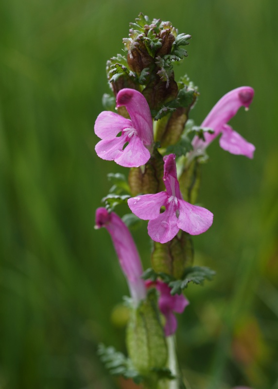 Všivec lesní pravý (Pedicularis sylvatica)