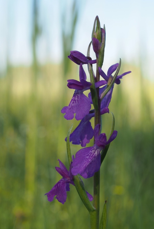  Vstavač bahenní (Orchis palustris)