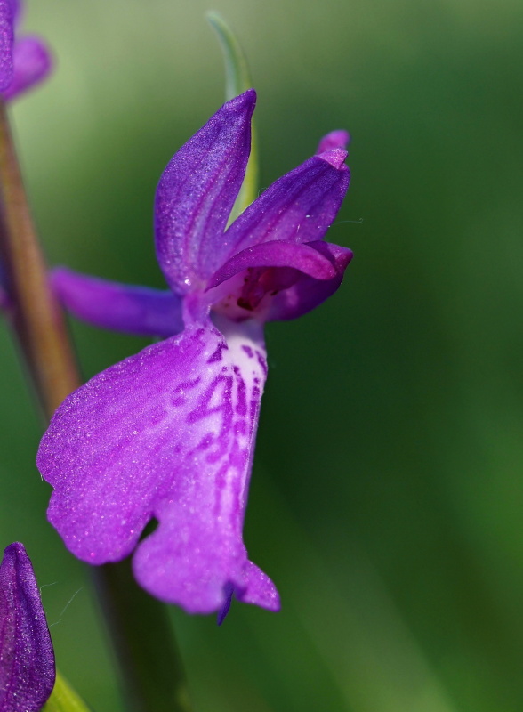 Vstavač bahenní (Orchis palustris)