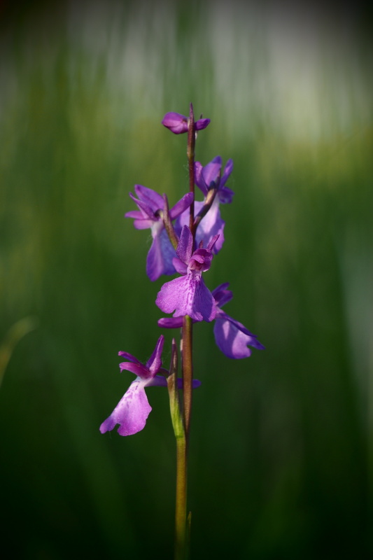 Vstavač bahenní (Orchis palustris)