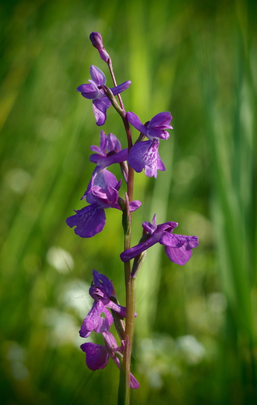 Vstavač bahenní (Orchis palustris)