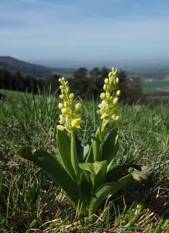 Vstavač bledý (Orchis pallens)