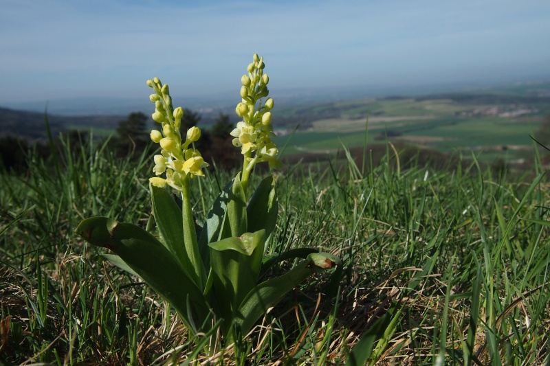 Vstavač bledý (Orchis pallens)