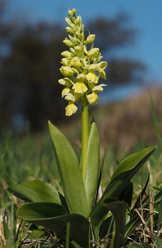 Vstavač bledý (Orchis pallens)