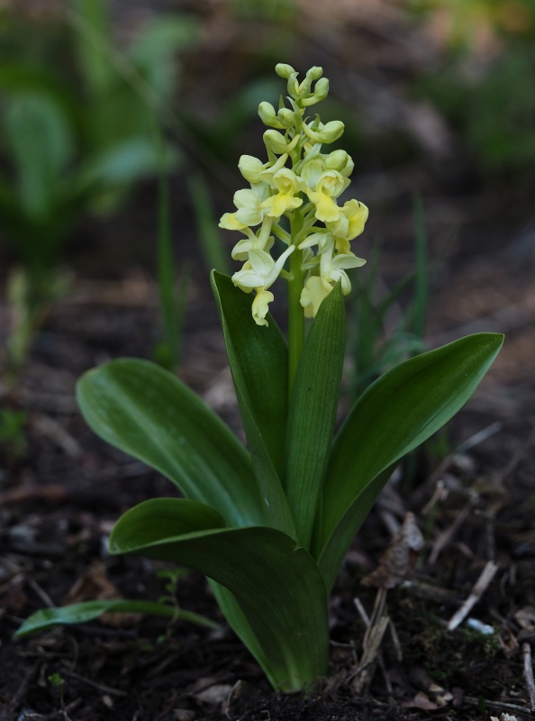 Vstavač bledý (Orchis pallens)