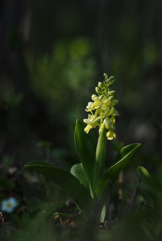 Vstavač bledý (Orchis pallens)