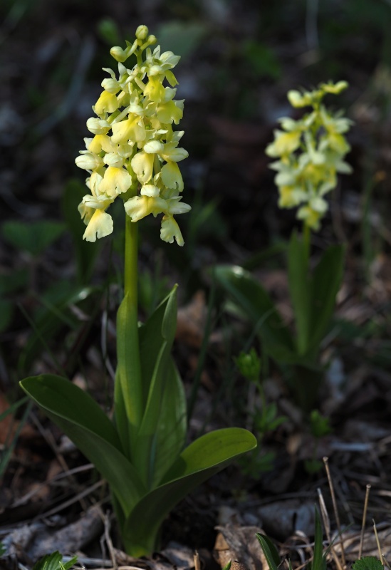 Vstavač bledý (Orchis pallens)
