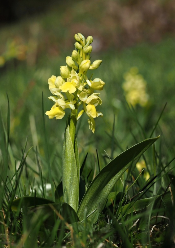 Vstavač bledý (Orchis pallens)