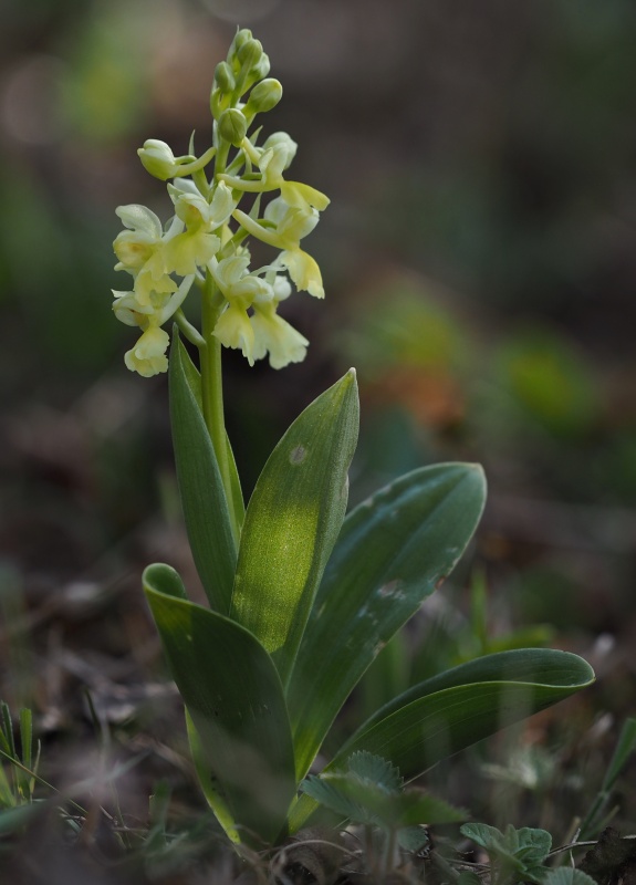 Vstavač bledý (Orchis pallens)