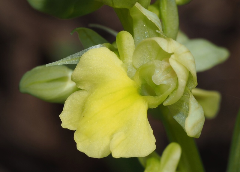 Vstavač bledý (Orchis pallens)