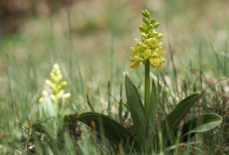 Vstavač bledý (Orchis pallens)