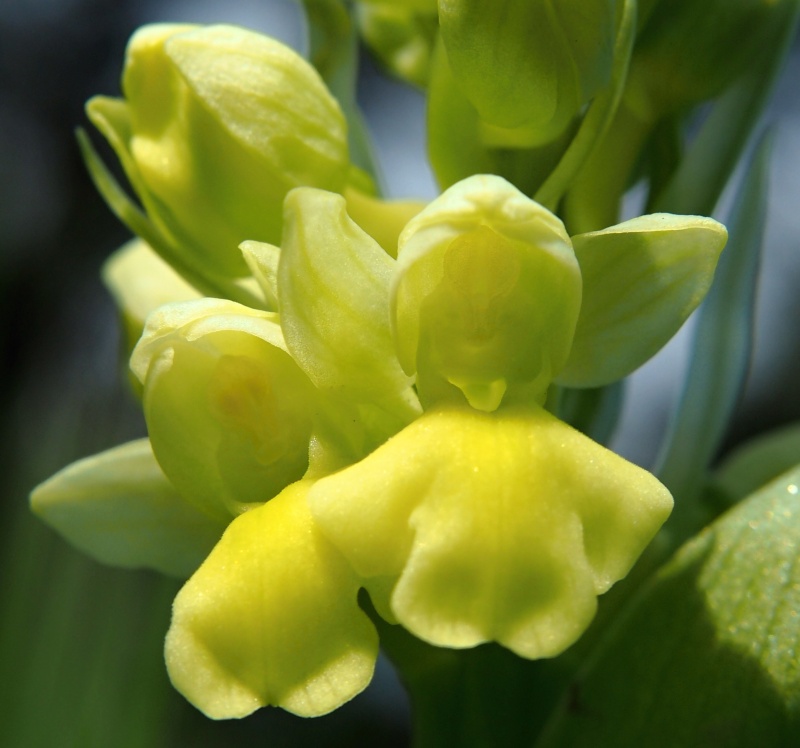 Vstavač bledý (Orchis pallens)