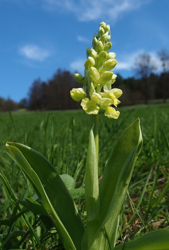 Vstavač bledý (Orchis pallens)