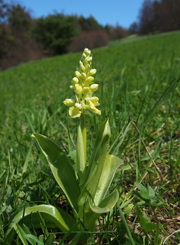 Vstavač bledý (Orchis pallens)