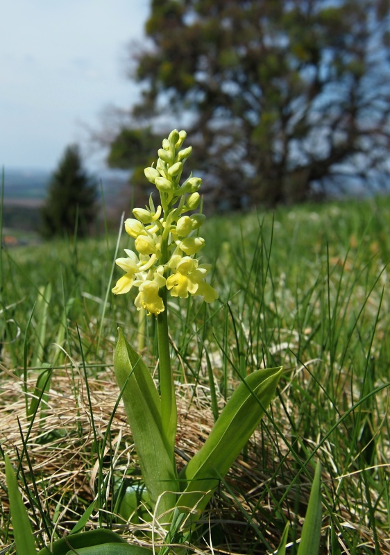 Vstavač bledý (Orchis pallens)