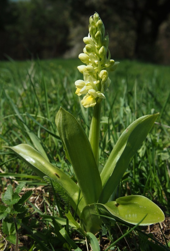 Vstavač bledý (Orchis pallens)