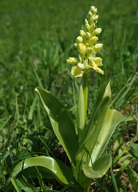 Vstavač bledý (Orchis pallens)