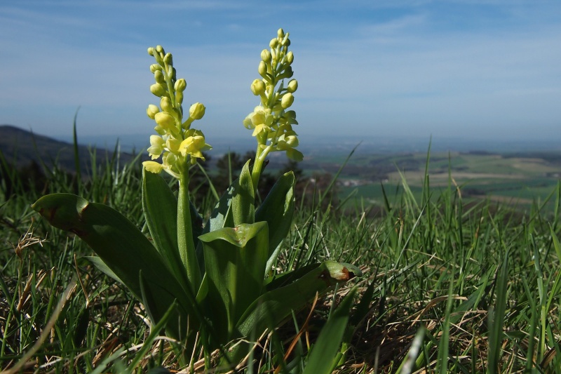 Vstavač bledý (Orchis pallens)