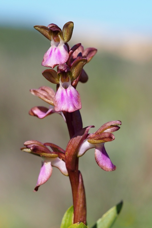 Vstavač chlumní (Orchis collina)