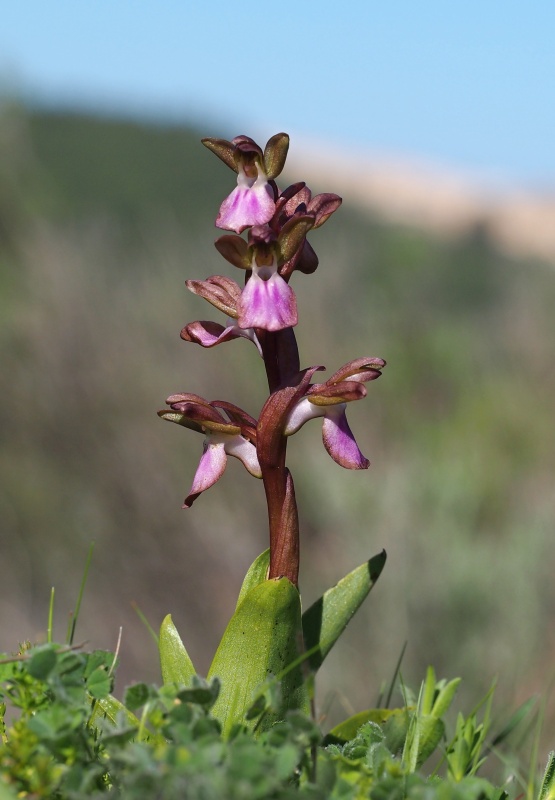 Vstavač chlumní (Orchis collina)