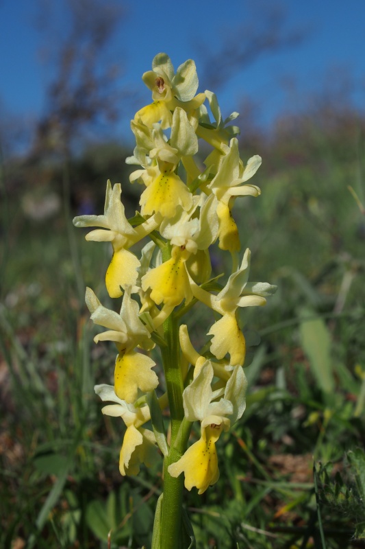 Vstavač chudokvětý (Orchis pauciflora)