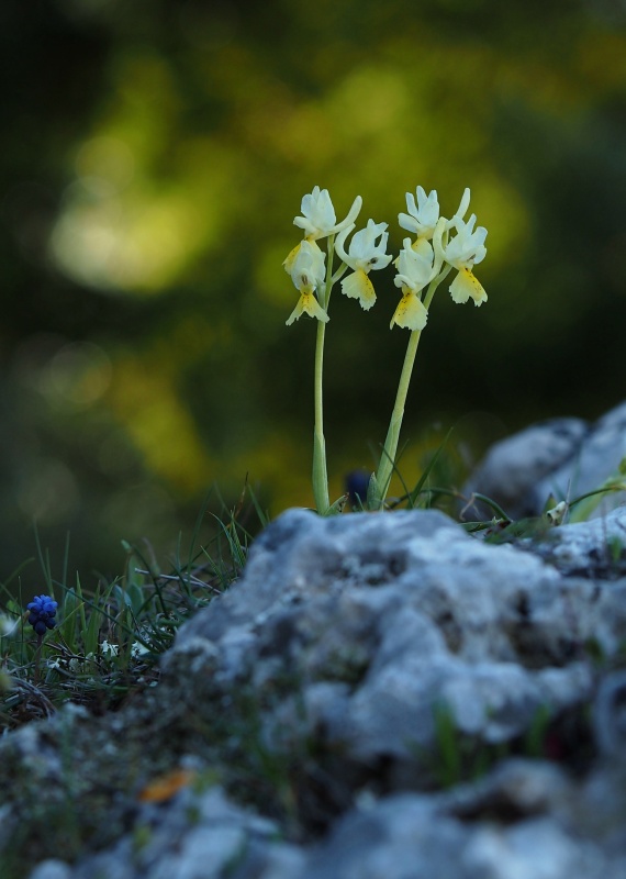 Vstavač chudokvětý (Orchis pauciflora)