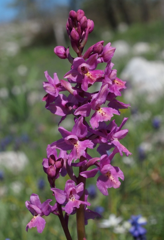 Vstavač chudokvětý (Orchis pauciflora) x Vstavač čtyřskvrnný (Orchis quadripunctata)