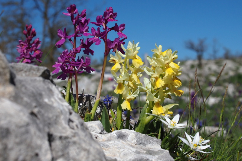 Vstavač chudokvětý (Orchis pauciflora) x Vstavač čtyřskvrnný (Orchis quadripunctata)