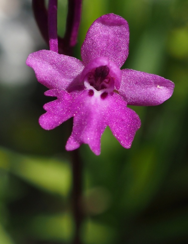 Vstavač čtyřskvrnný (Orchis quadripunctata)