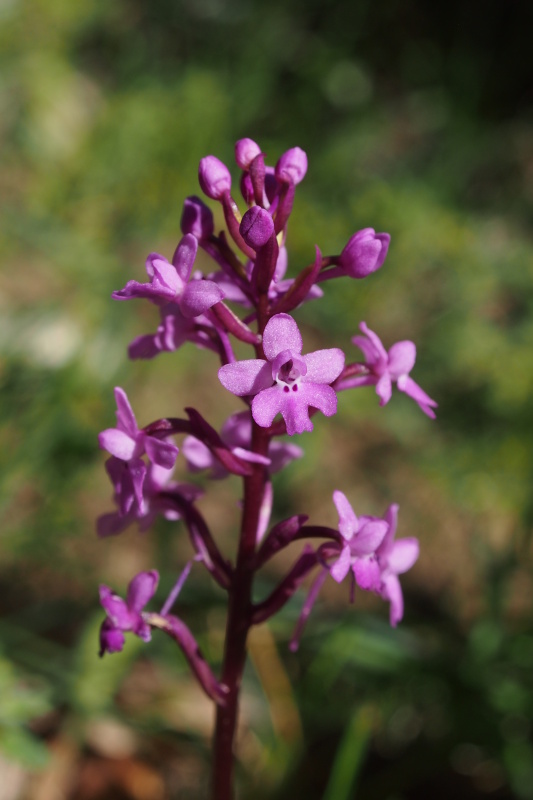Vstavač čtyřskvrnný (Orchis quadripunctata)