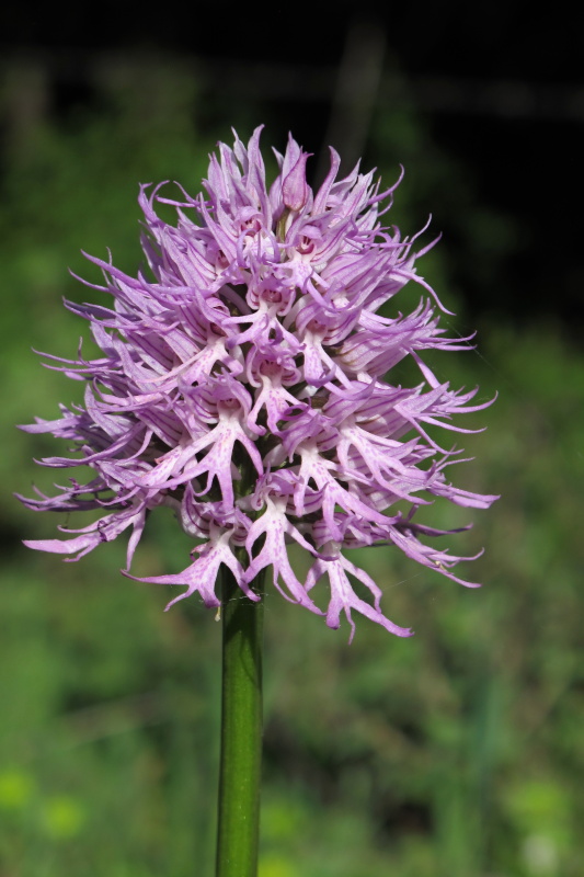 Vstavač italský (Orchis italica)