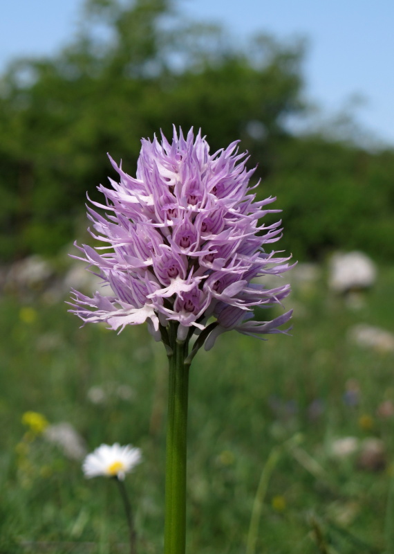 Vstavač italský (Orchis italica)