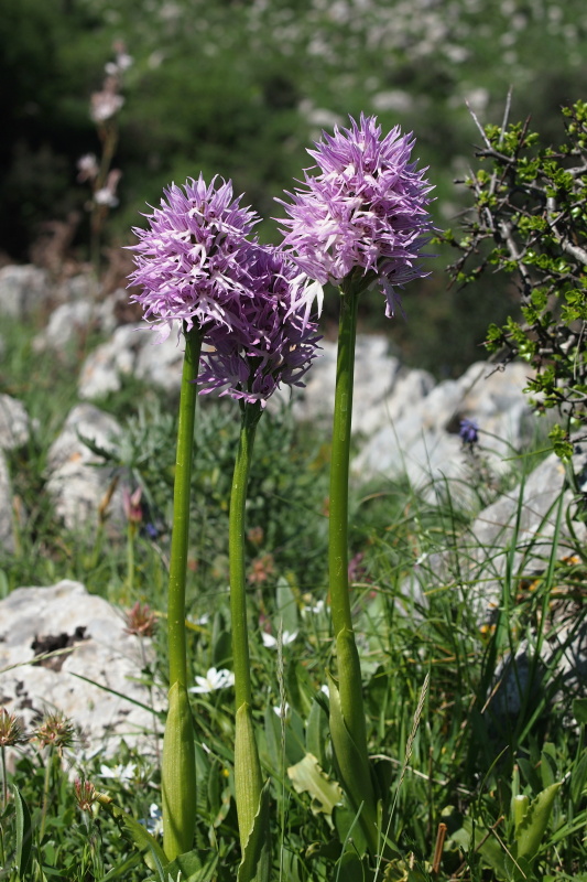 Vstavač italský (Orchis italica)